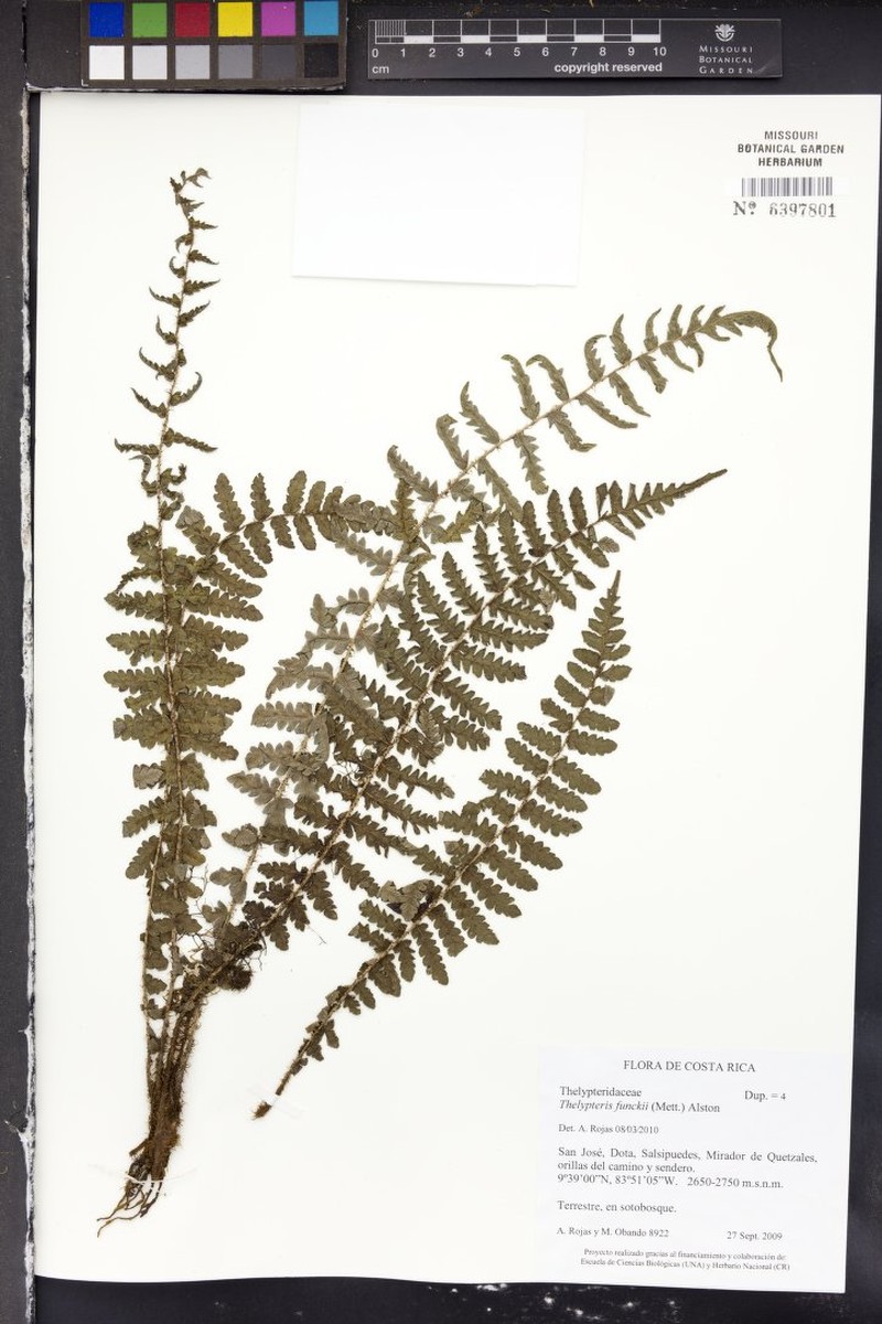 Thelypteris funckii