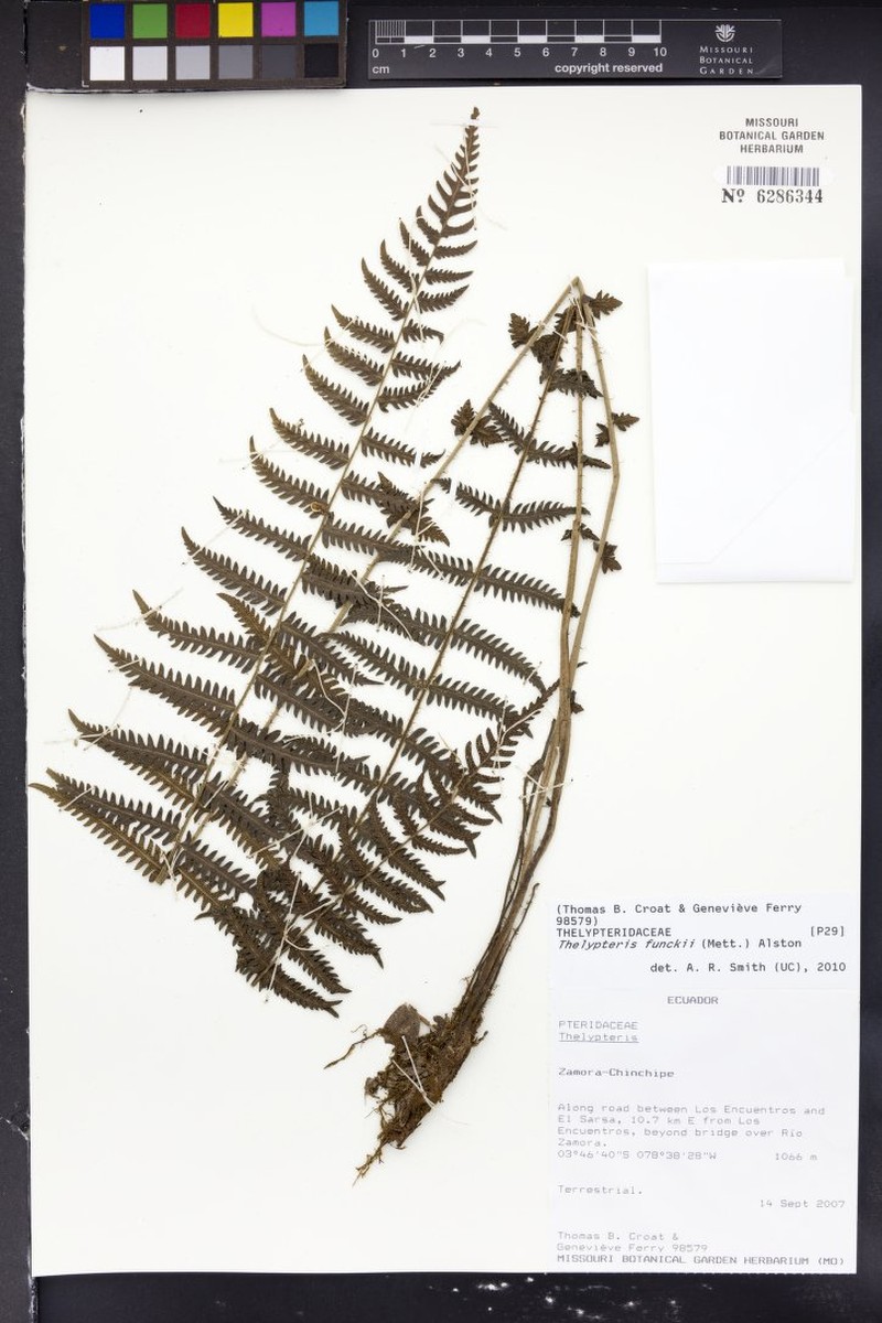 Thelypteris funckii photo 2