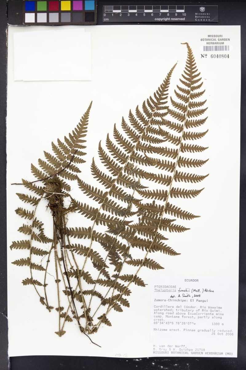 Thelypteris funckii photo 3