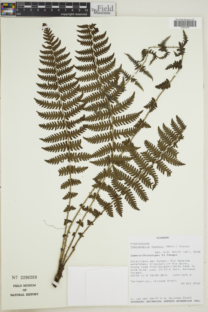 Thelypteris funckii photo 4