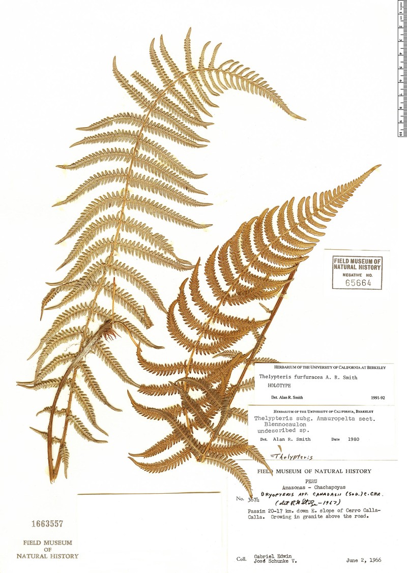 Thelypteris furfuracea