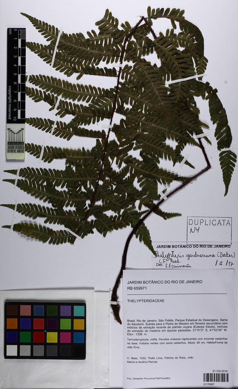 Thelypteris gardneriana