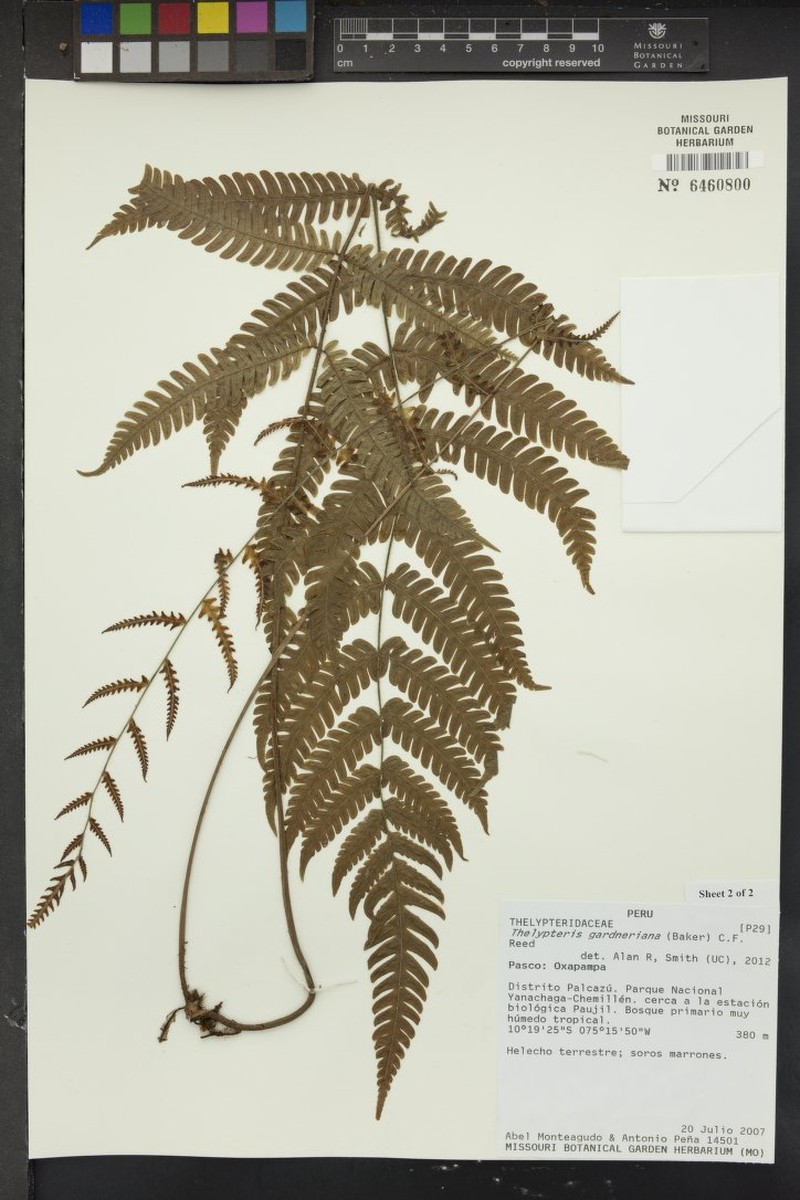 Thelypteris gardneriana photo 2