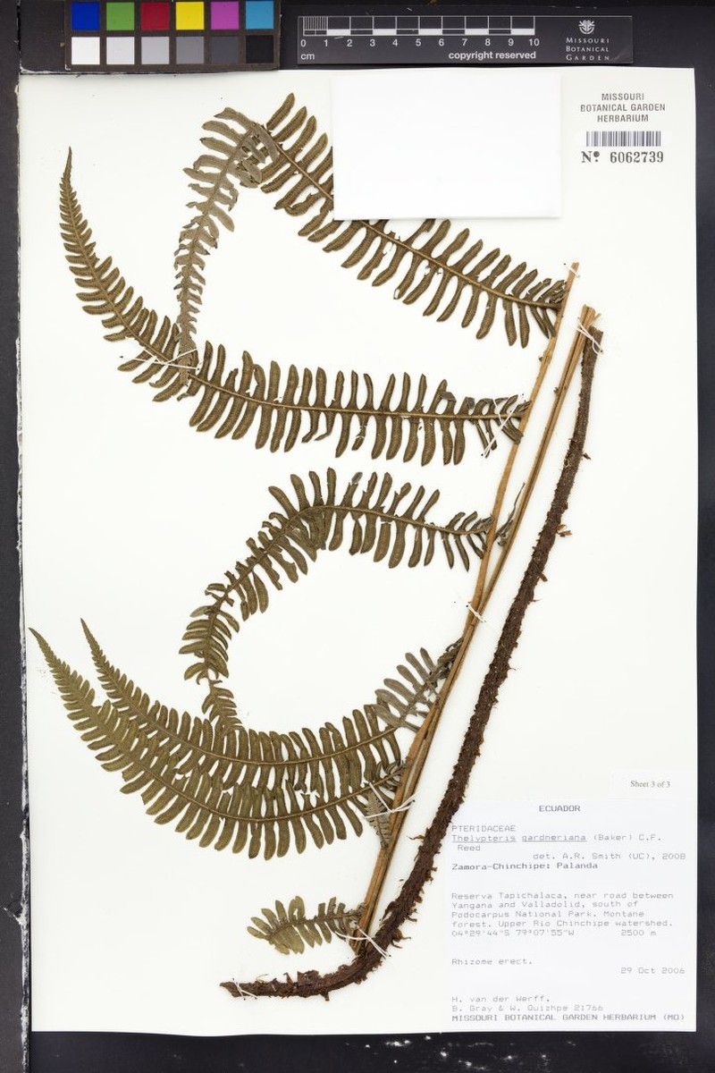 Thelypteris gardneriana photo 3
