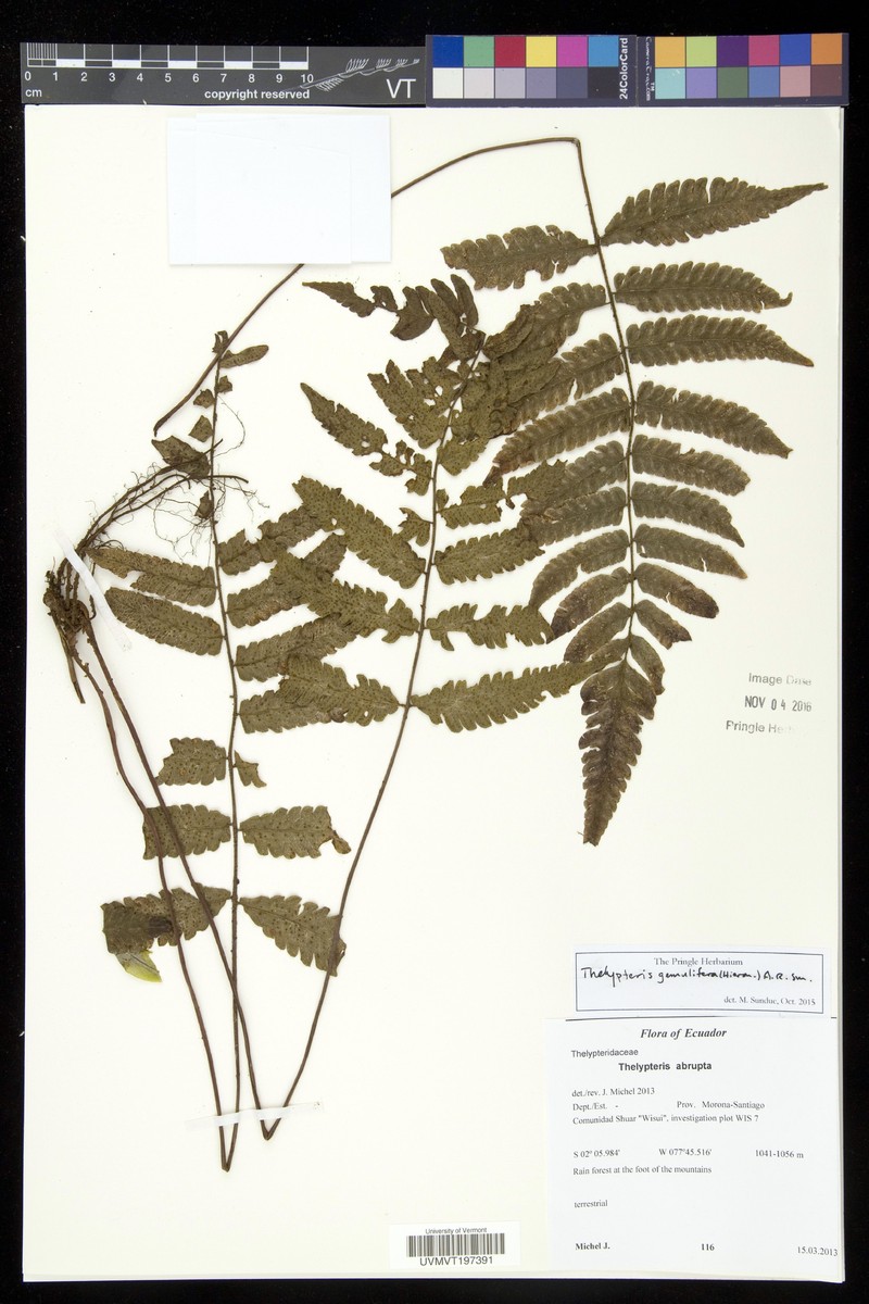 Thelypteris gemmulifera