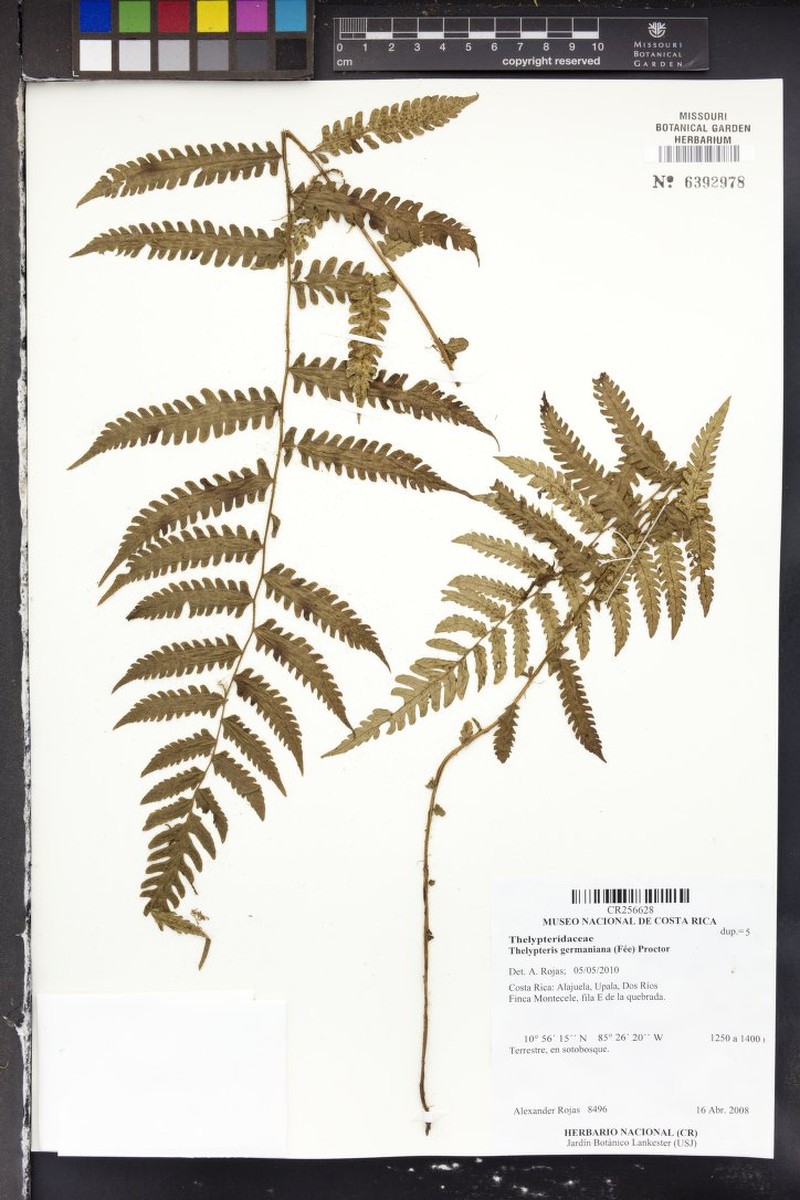 German's Maiden Fern