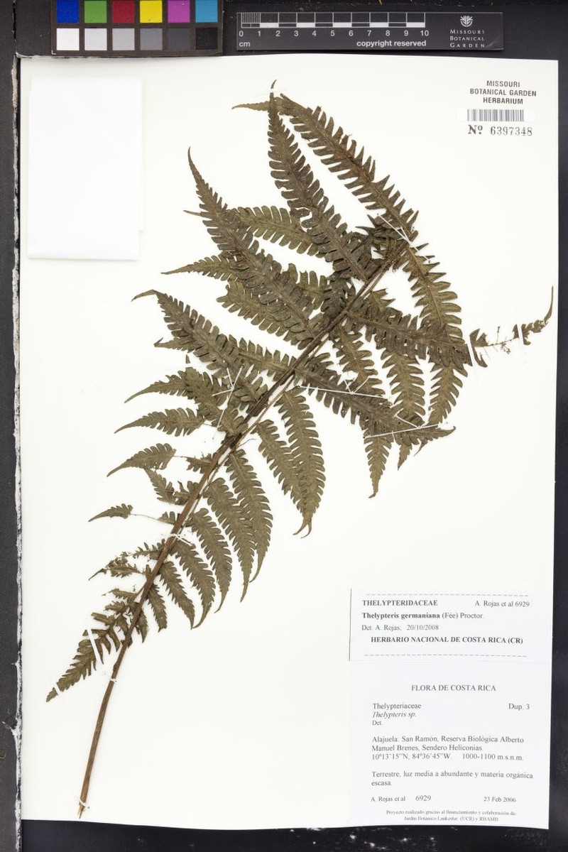 German's Maiden Fern photo 2