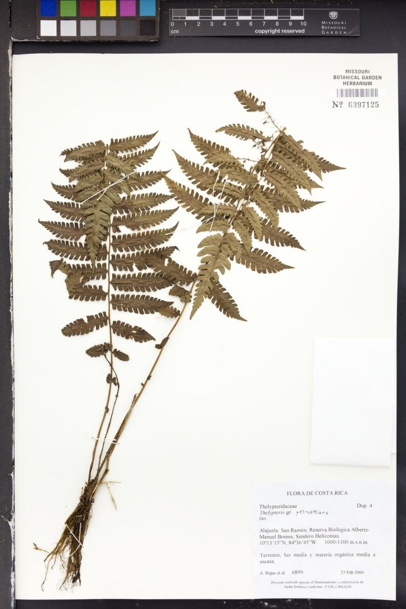 German's Maiden Fern photo 3
