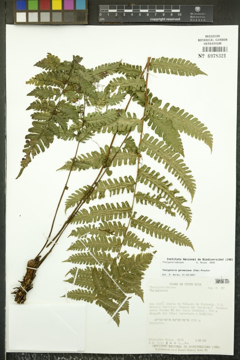 German's Maiden Fern photo 4
