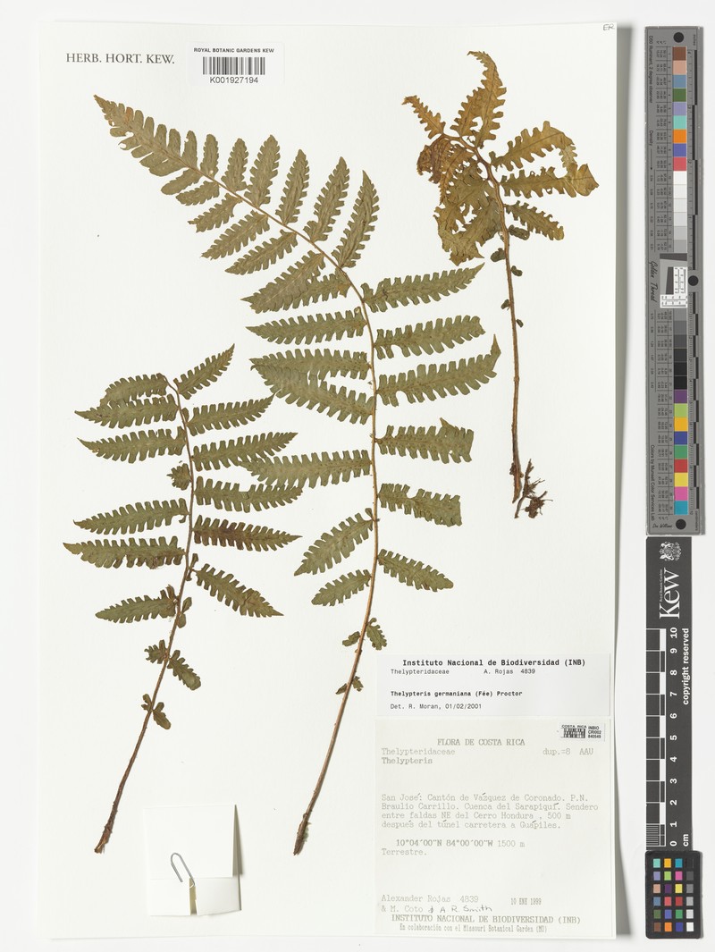 German's Maiden Fern photo 5