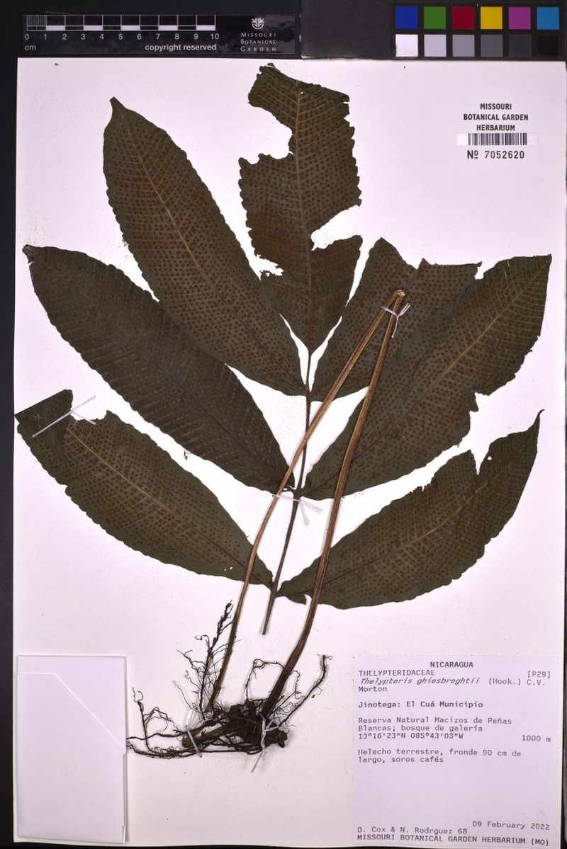 Thelypteris ghiesbreghtii