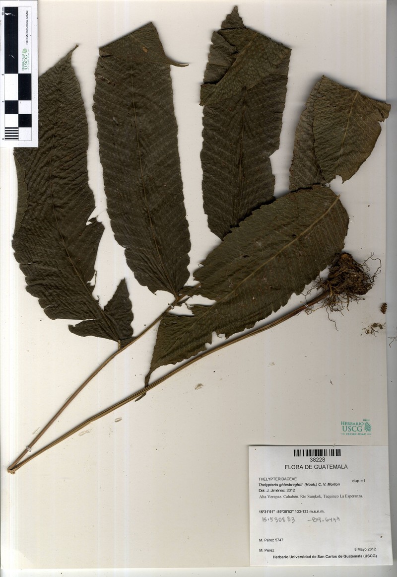 Thelypteris ghiesbreghtii photo 2