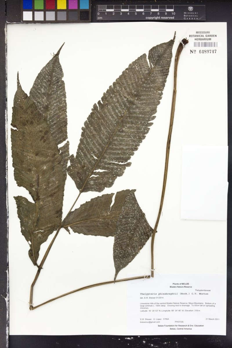 Thelypteris ghiesbreghtii photo 3