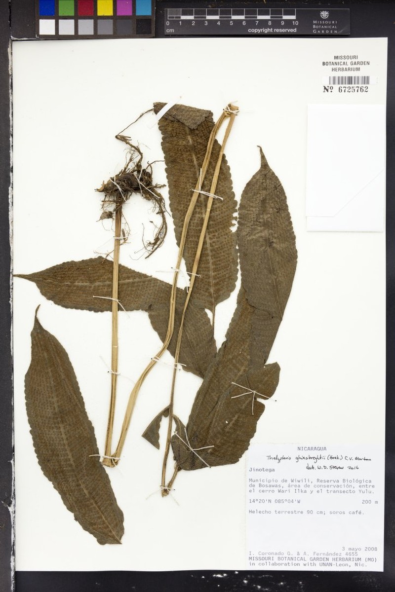 Thelypteris ghiesbreghtii photo 4