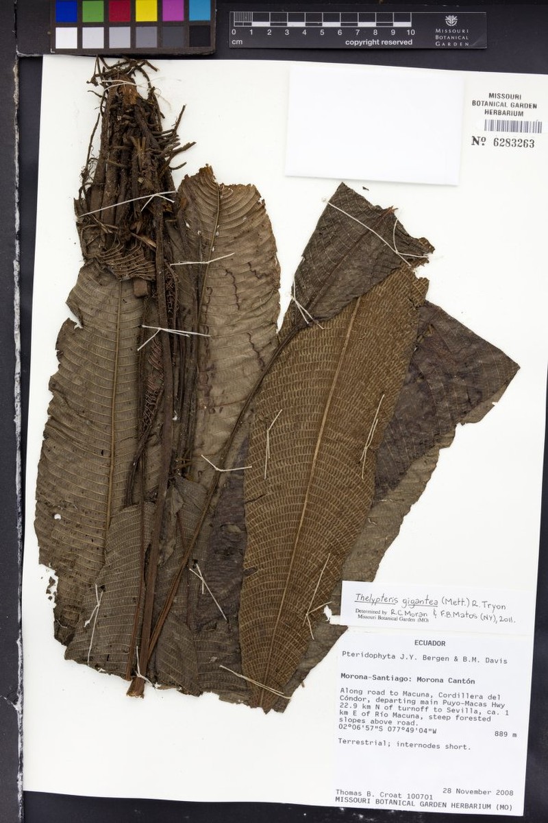 Thelypteris gigantea