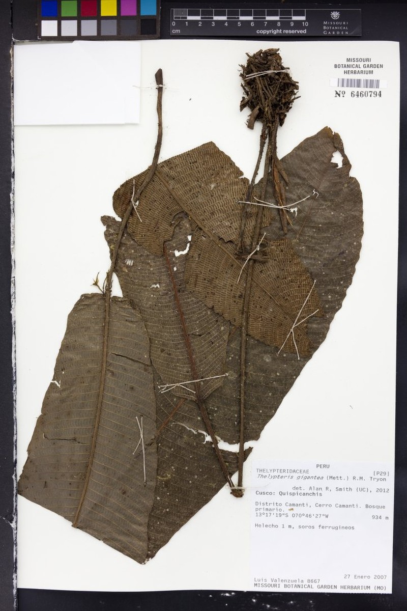 Thelypteris gigantea photo 2
