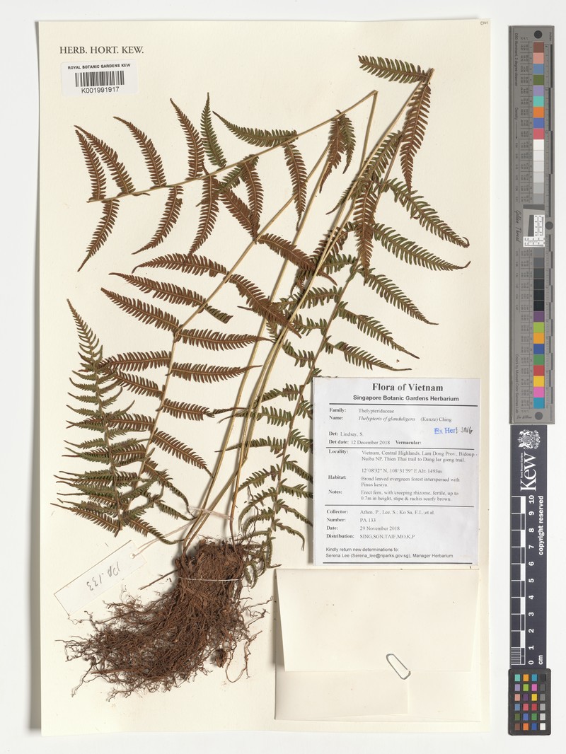 Thelypteris glanduligera photo 2