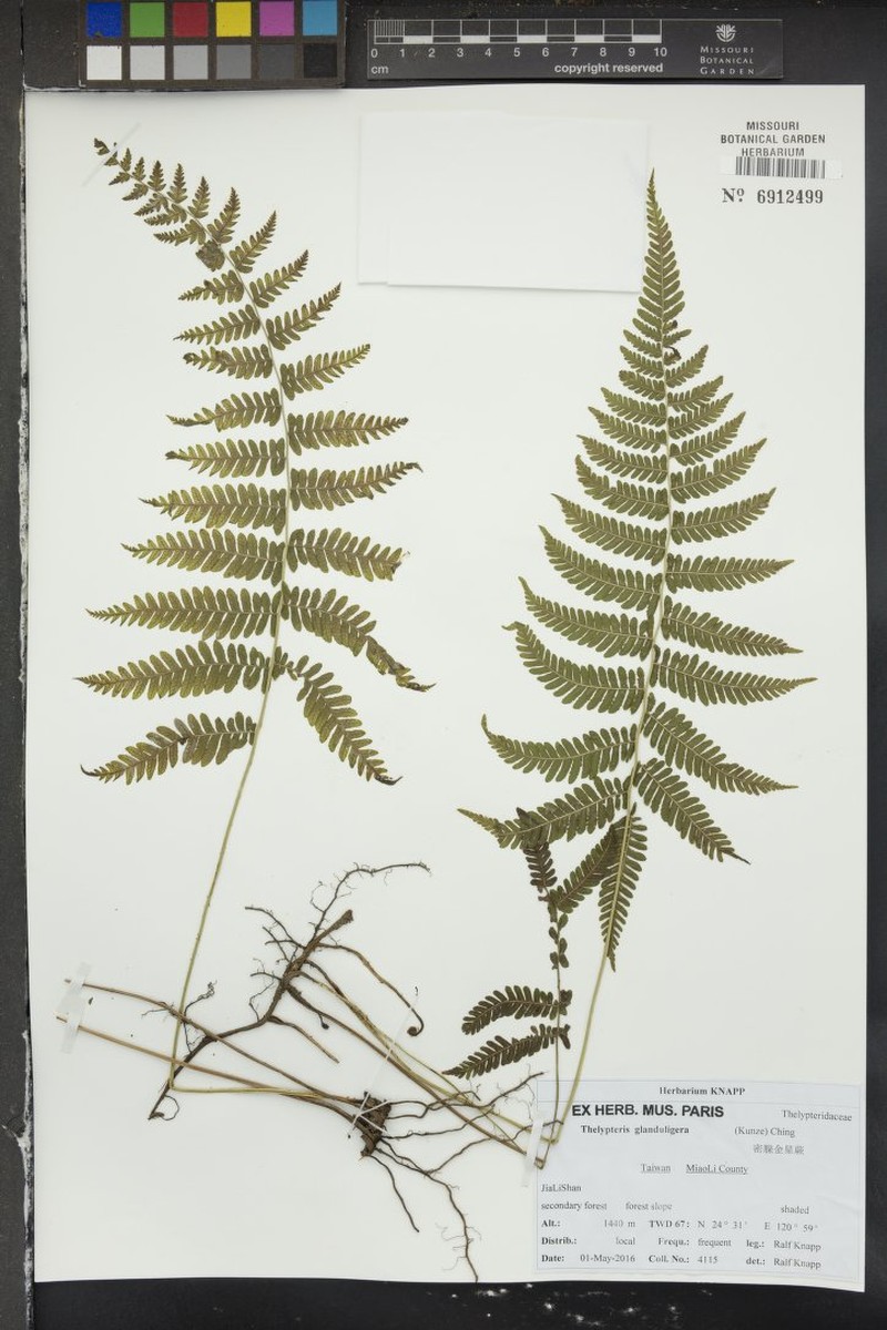 Thelypteris glanduligera photo 3