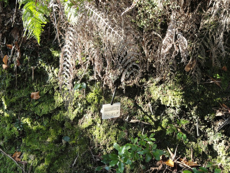 Thelypteris glanduligera