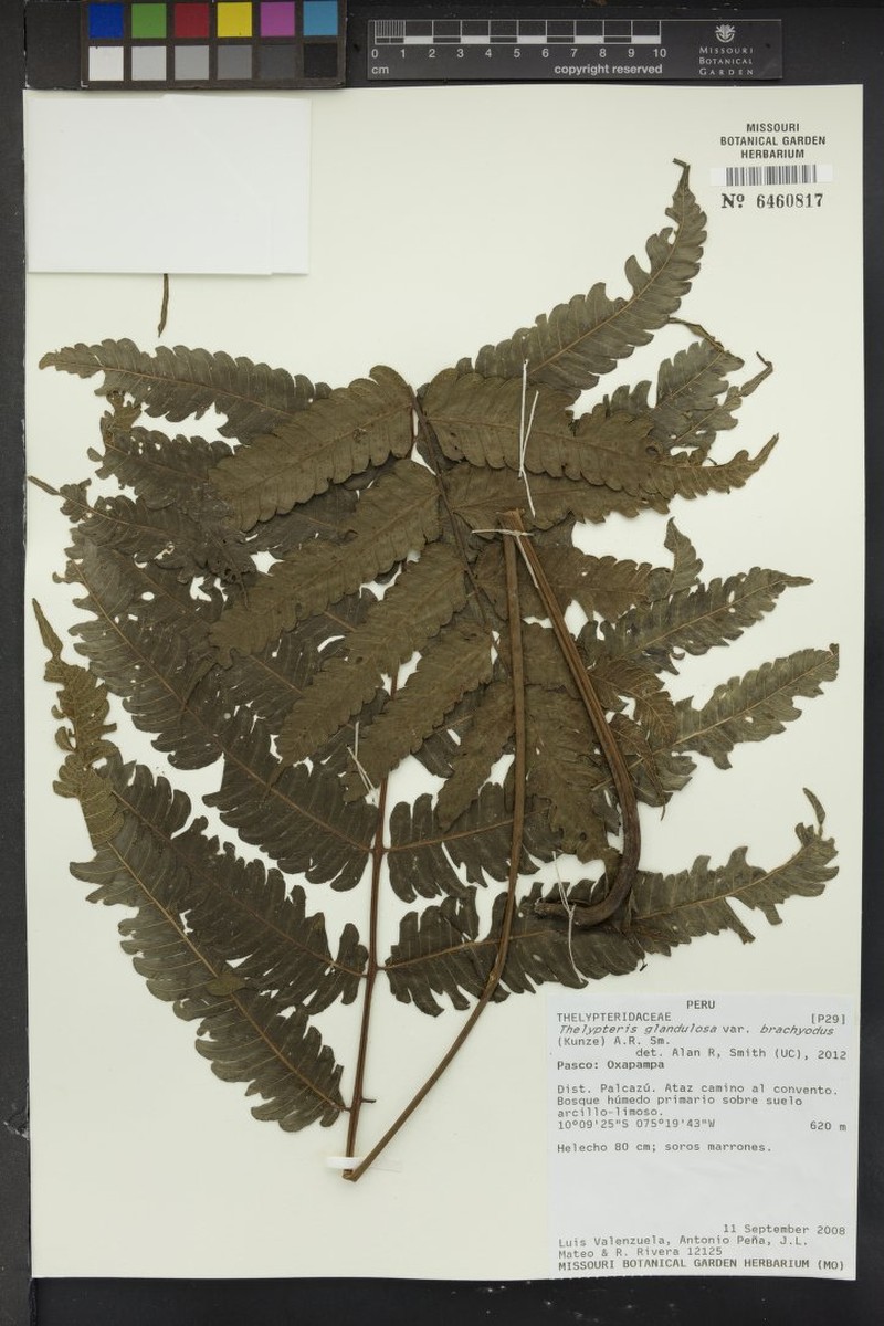 Thelypteris glandulosa var. brachyodus