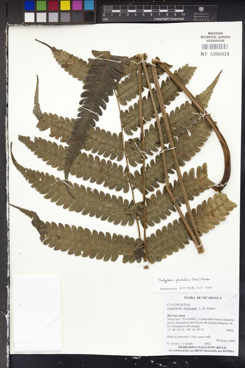 Thelypteris glandulosa var. brachyodus photo 2