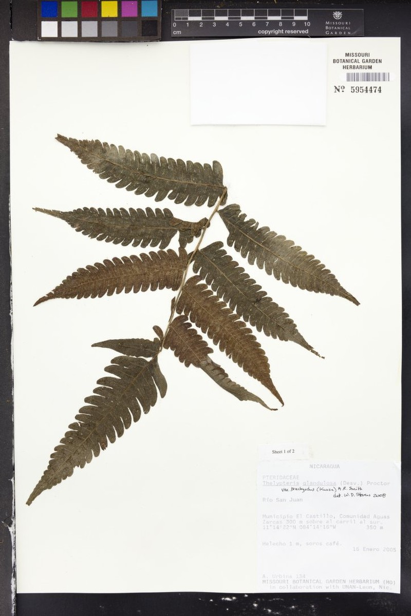 Thelypteris glandulosa var. brachyodus photo 3