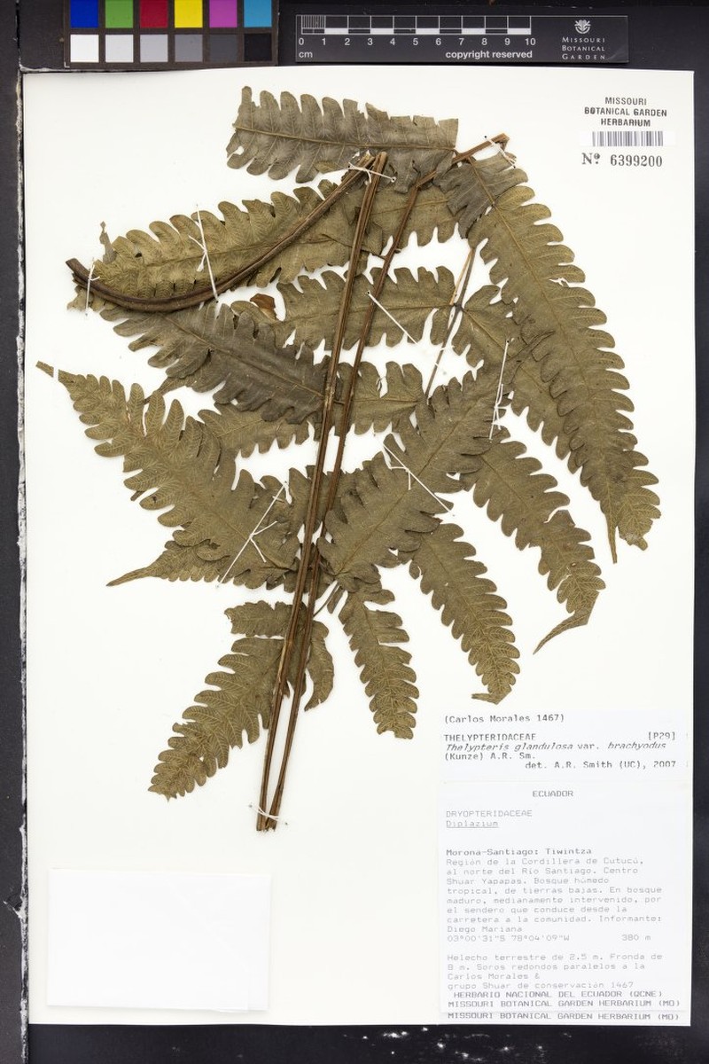 Thelypteris glandulosa var. brachyodus photo 4