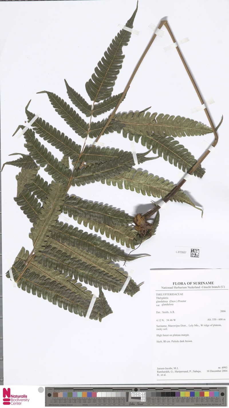 Thelypteris glandulosa var. glandulosa