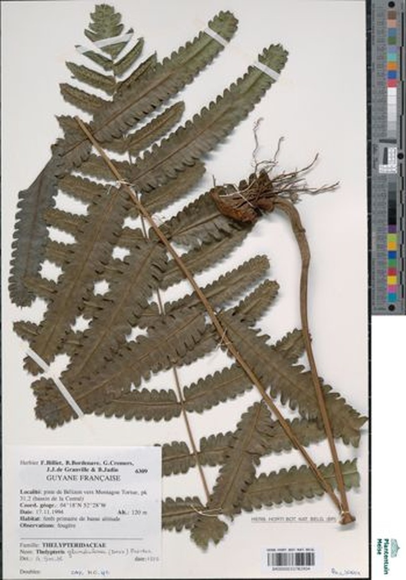 Thelypteris glandulosa var. glandulosa photo 2