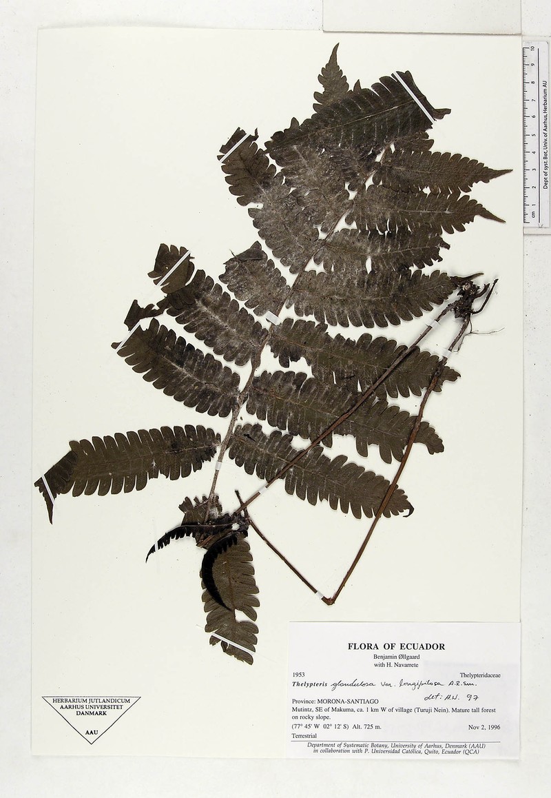 Thelypteris glandulosa var. longipilosa