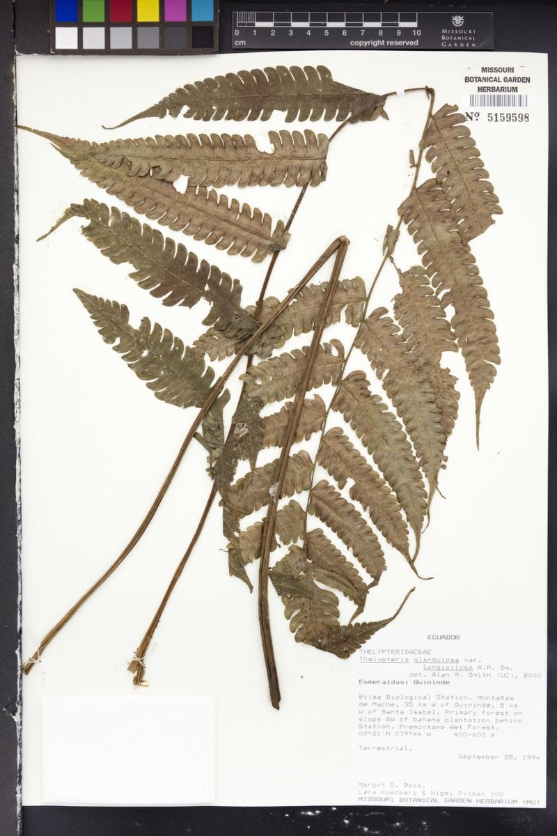 Thelypteris glandulosa var. longipilosa photo 2