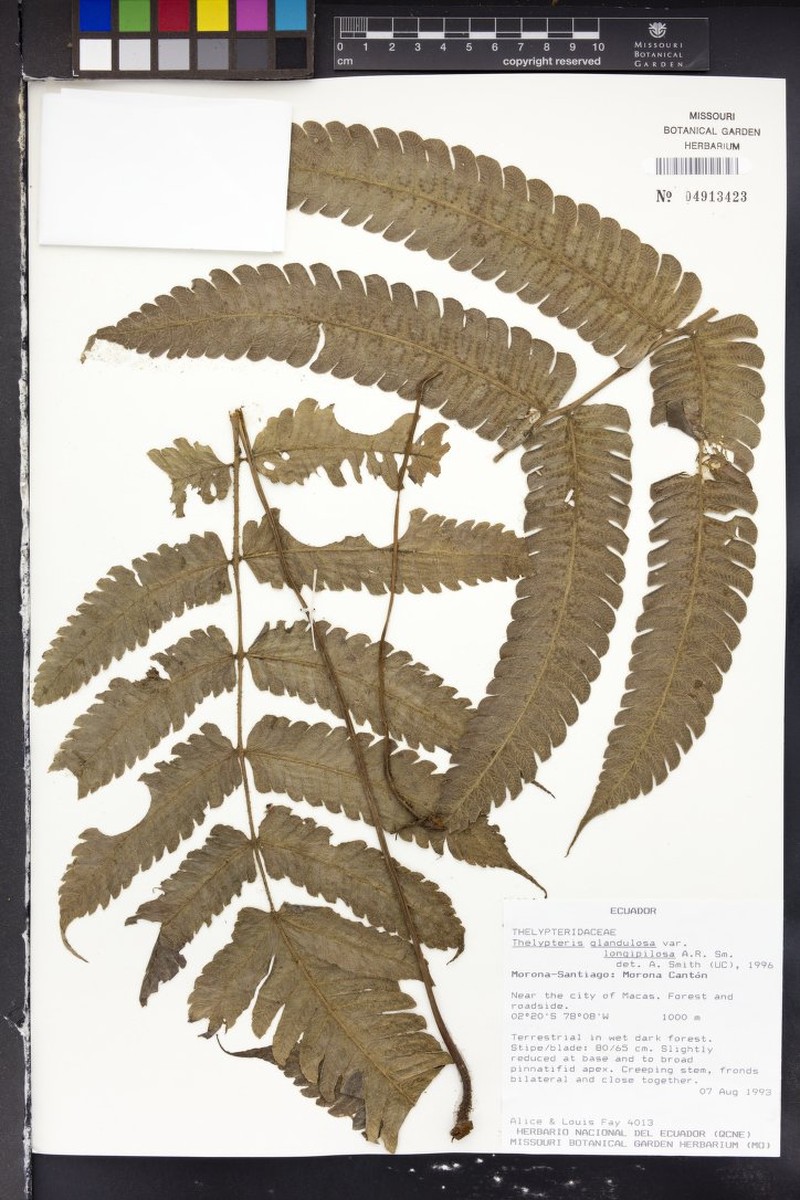 Thelypteris glandulosa var. longipilosa photo 3