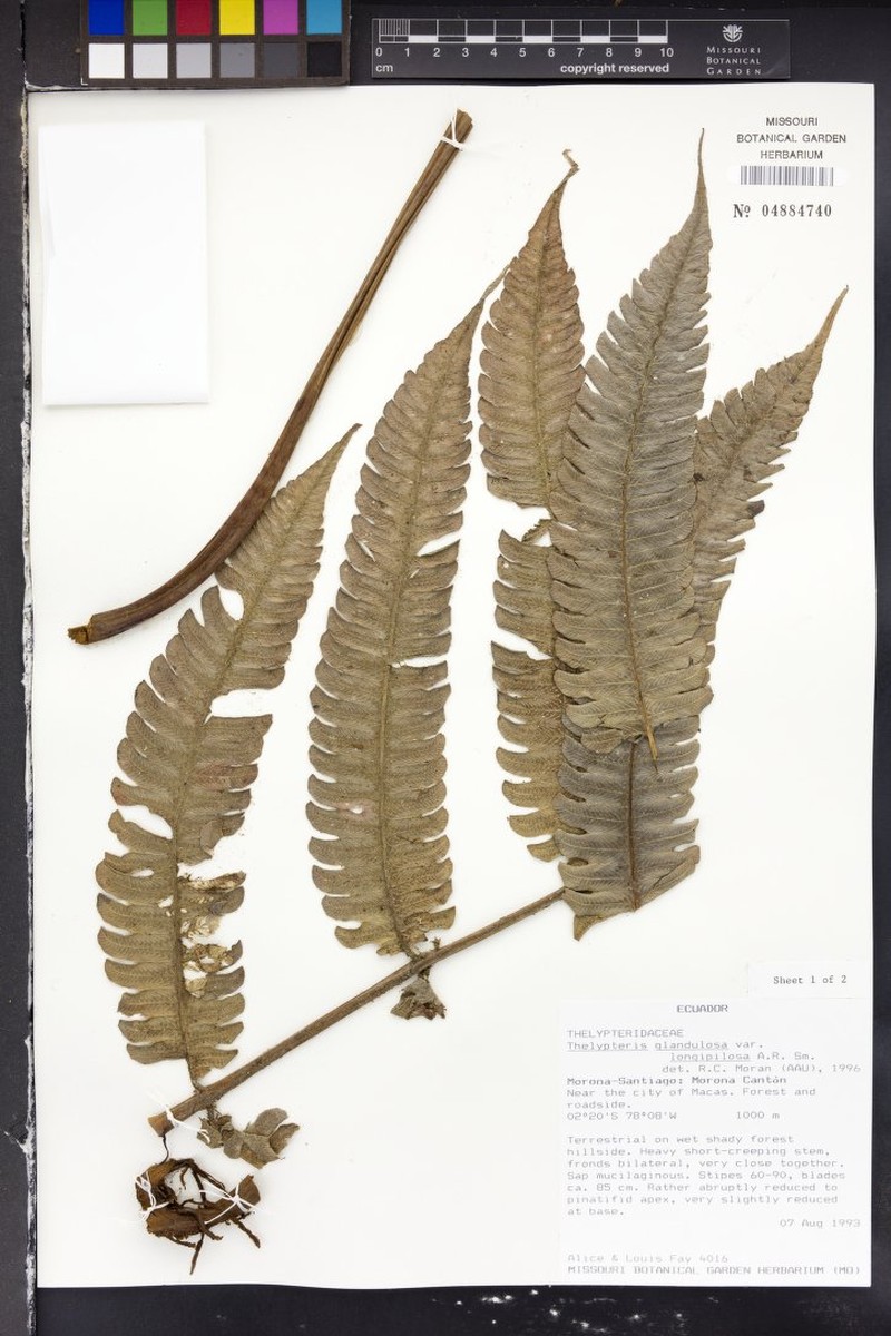 Thelypteris glandulosa var. longipilosa photo 4