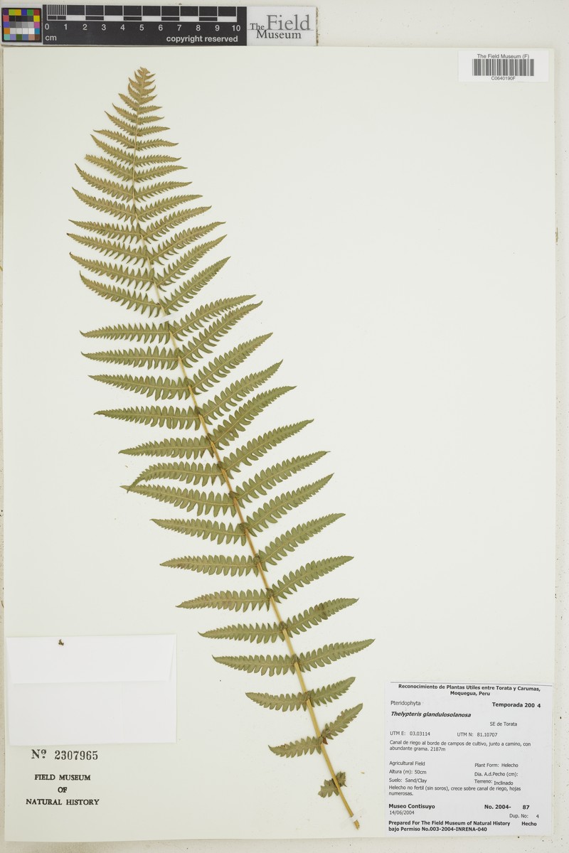 Thelypteris glandulosolanosa