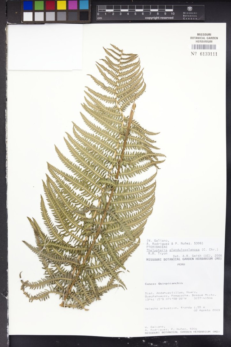Thelypteris glandulosolanosa photo 2