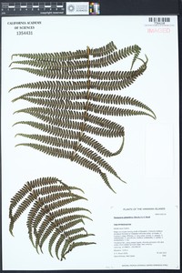 Globular Maiden Fern