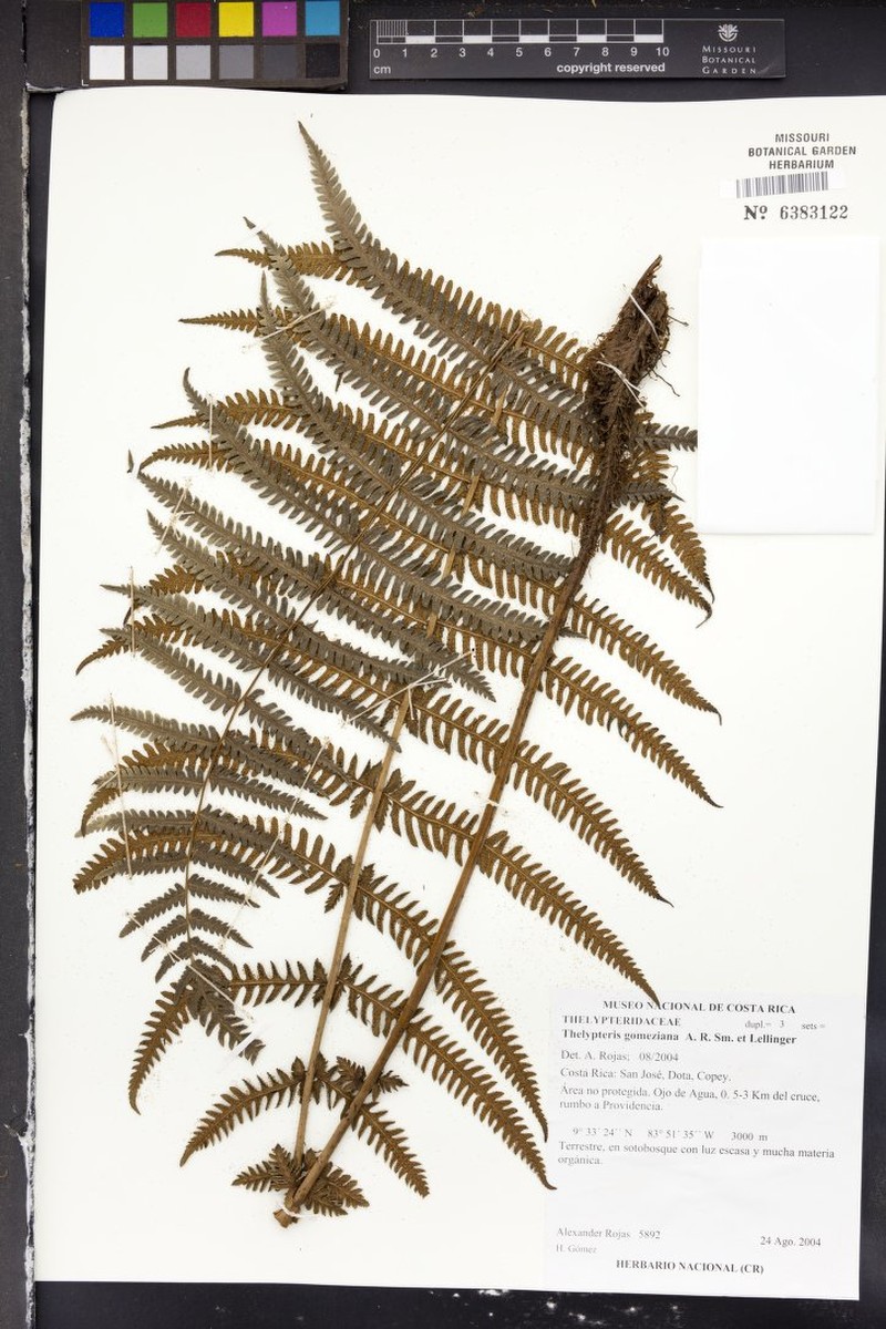 Thelypteris gomeziana