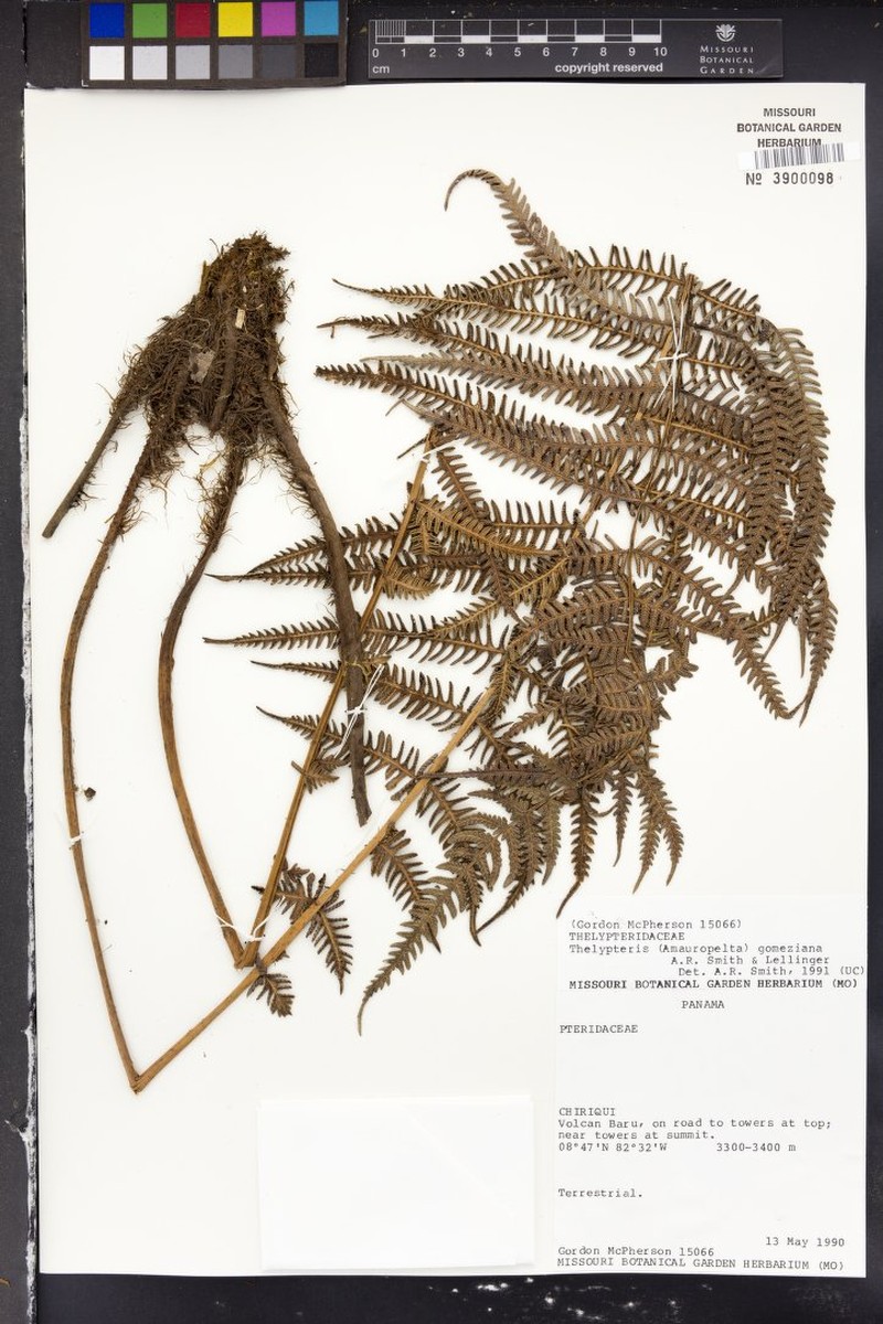 Thelypteris gomeziana photo 2