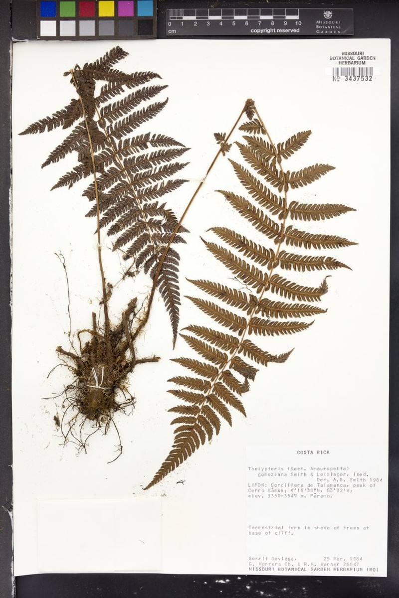 Thelypteris gomeziana photo 3