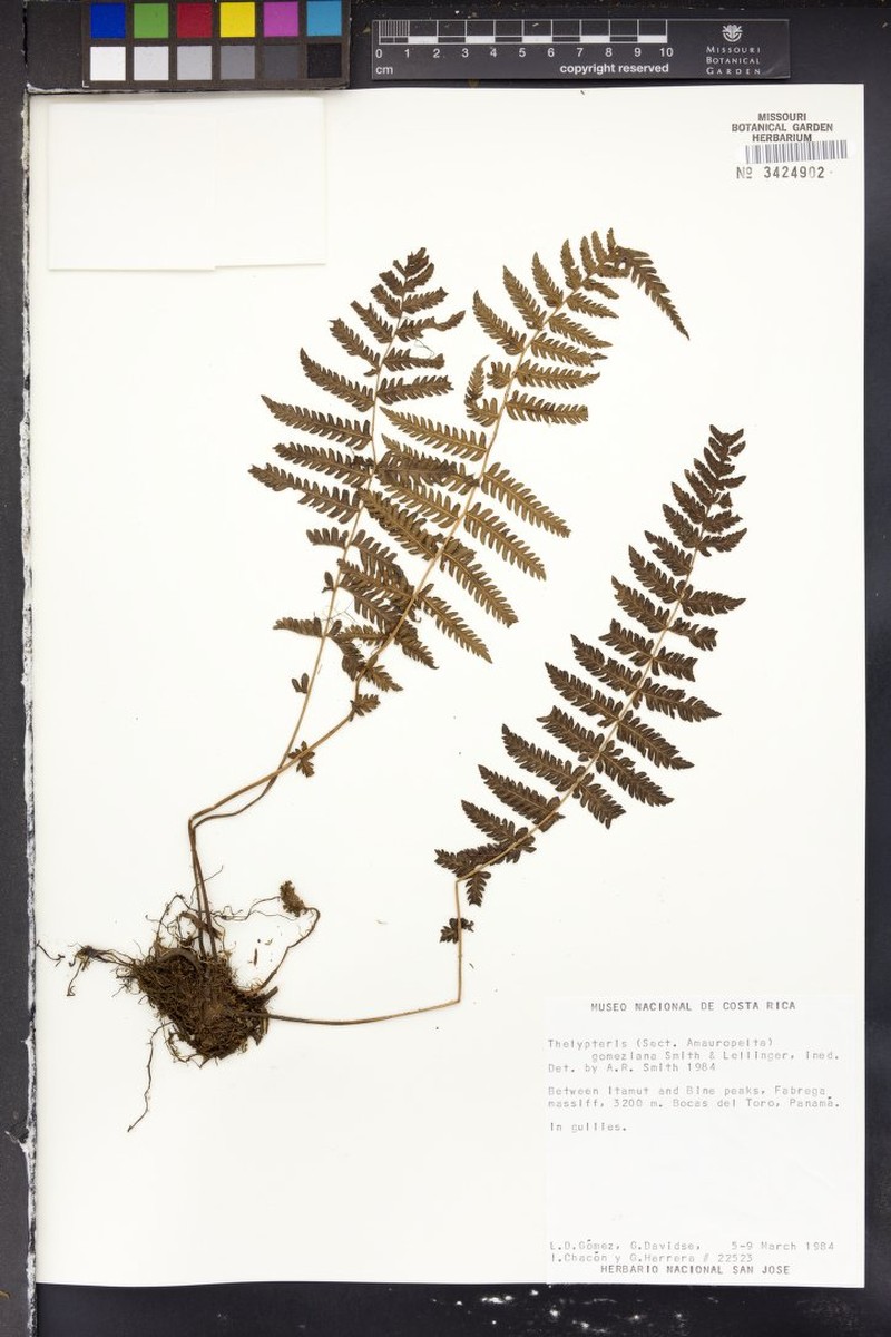 Thelypteris gomeziana photo 4