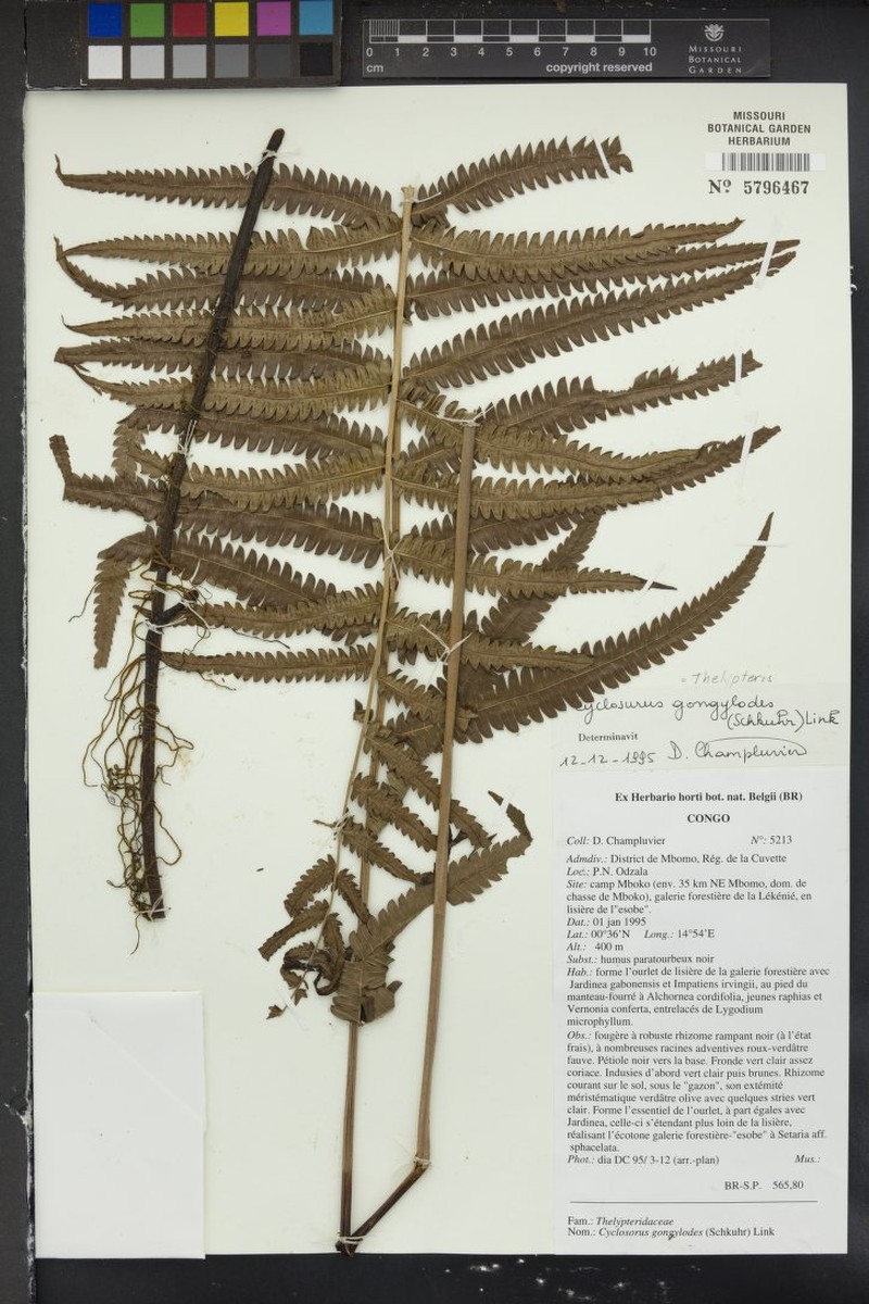 Thelypteris gongylodes