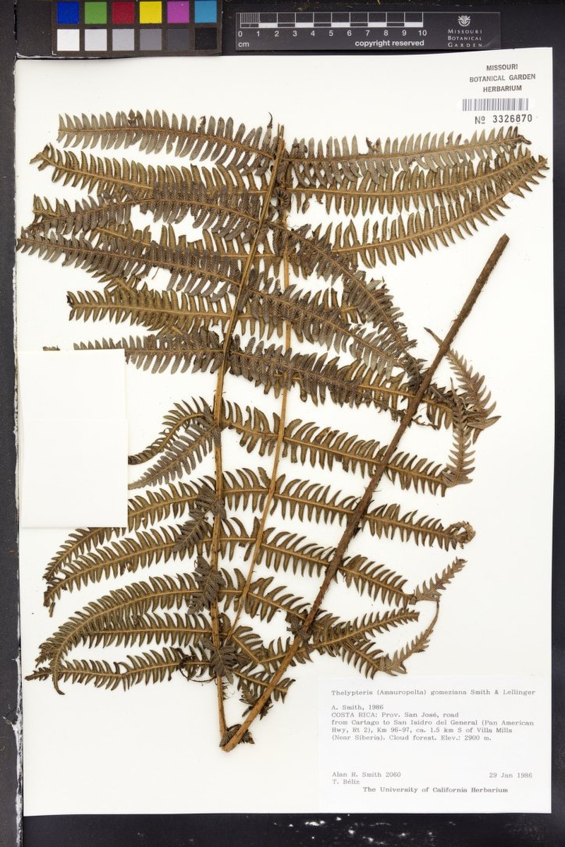 Thelypteris gongylodes photo 2