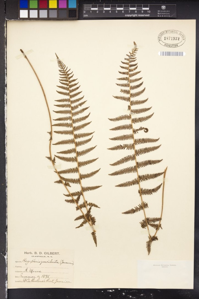 Thelypteris gracilenta