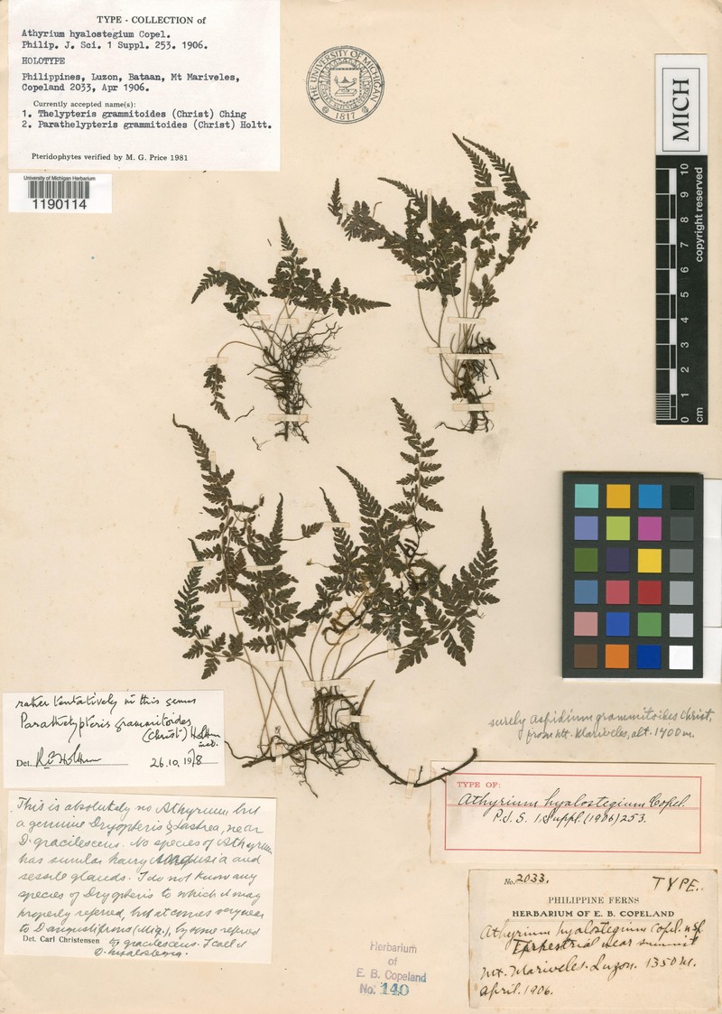 Thelypteris grammitoides