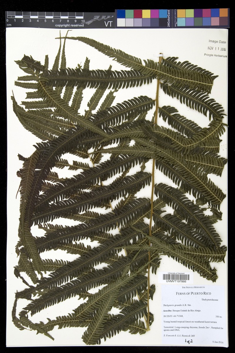 Stately Maiden Fern