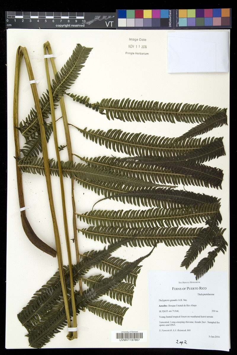 Stately Maiden Fern photo 2