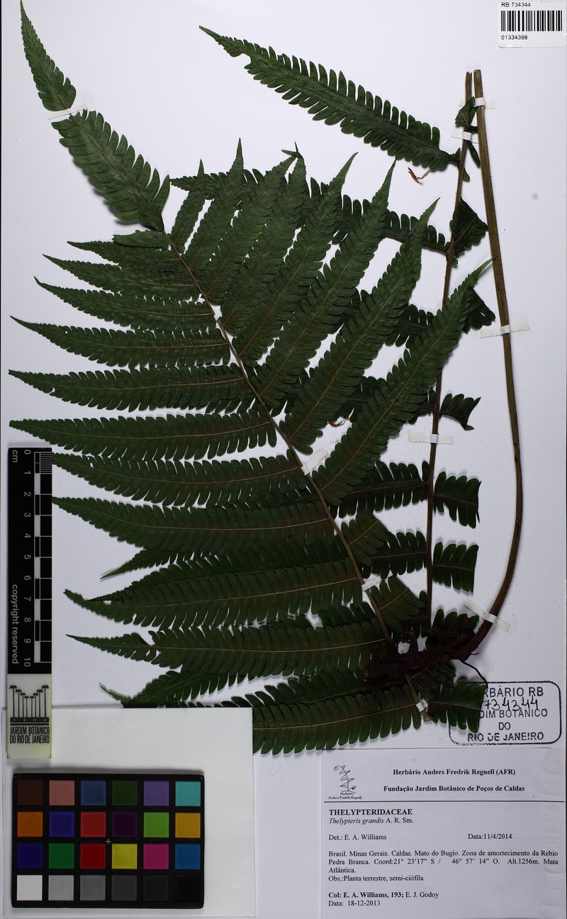 Stately Maiden Fern photo 3