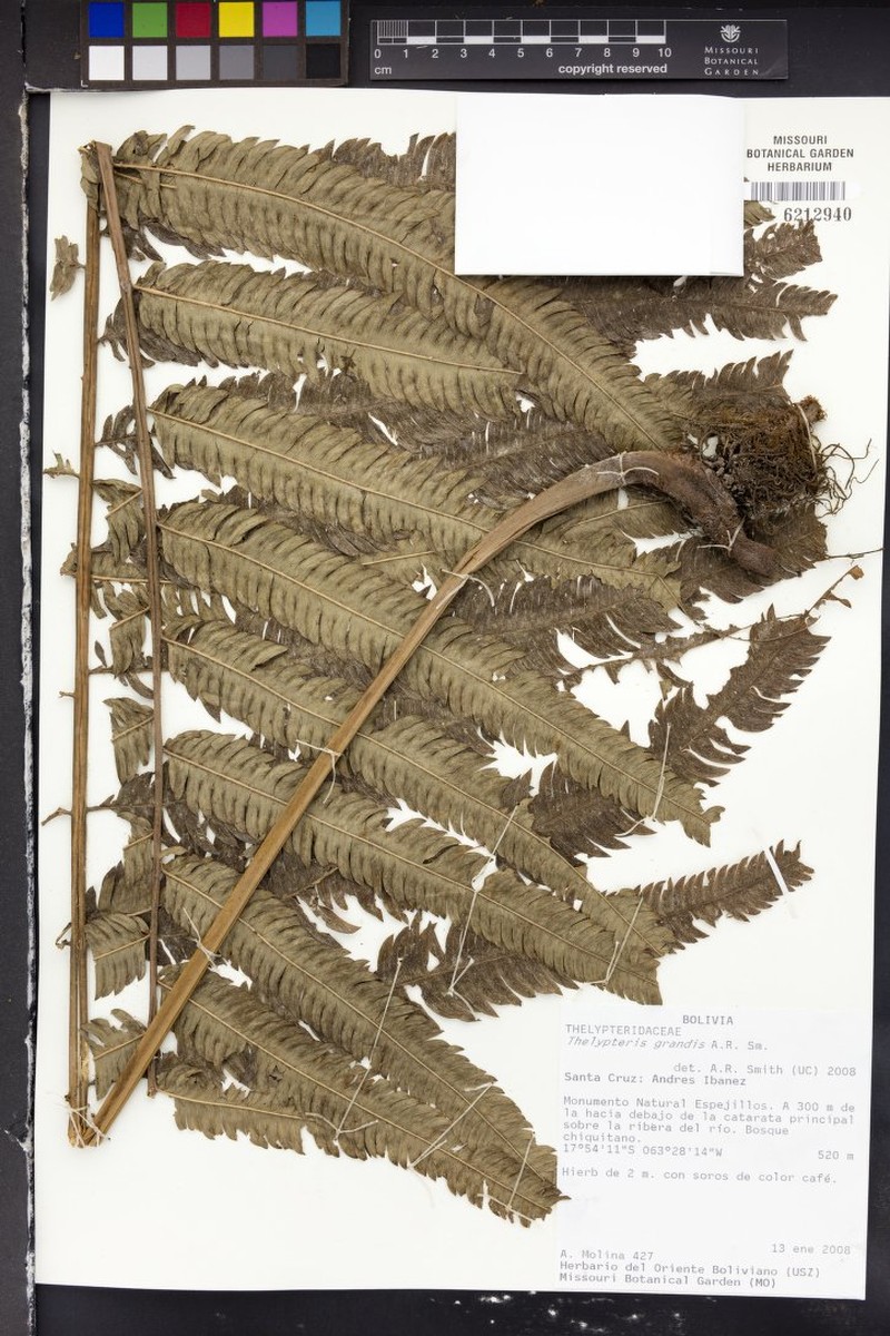 Stately Maiden Fern photo 4