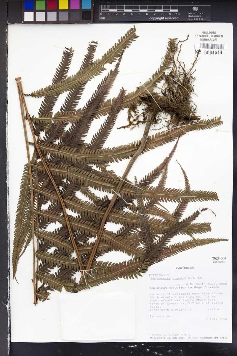 Stately Maiden Fern photo 5