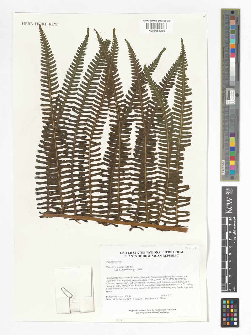Stately Maiden Fern photo 7
